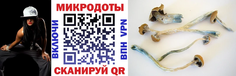 kraken вход  Болгар  Псилоцибиновые грибы Psilocybine cubensis 